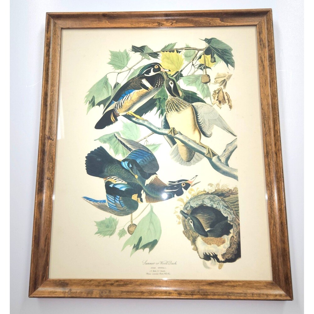 Framed Print - Summer or Wood Duck by John James Audubon - Birds of America
